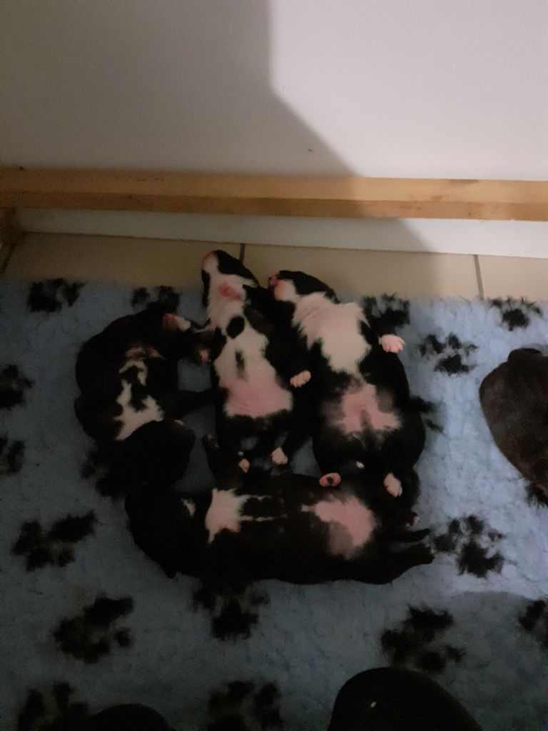 Of The Black Pearl Island - Staffordshire Bull Terrier - Portée née le 16/07/2020