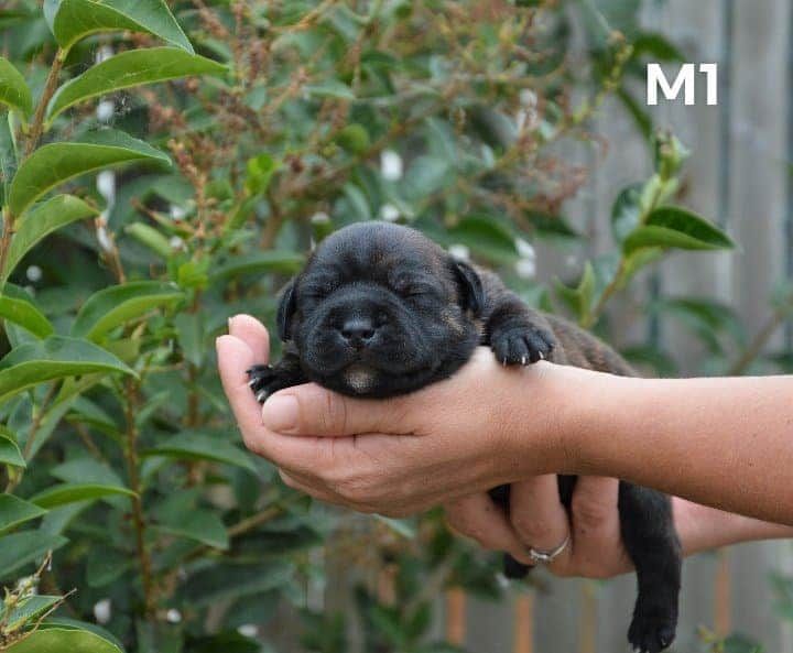 Of The Black Pearl Island - Chiot disponible  - Staffordshire Bull Terrier
