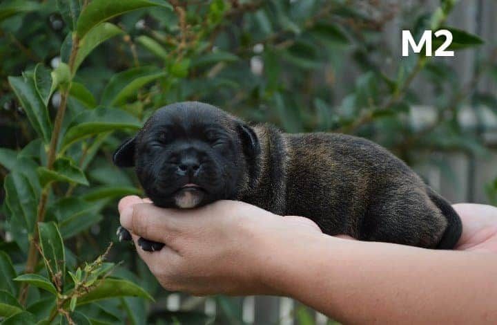 Of The Black Pearl Island - Chiot disponible  - Staffordshire Bull Terrier